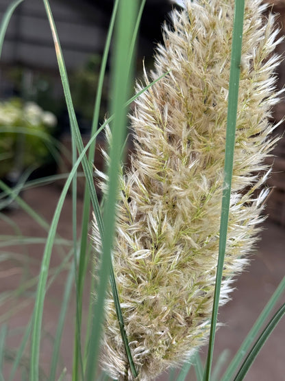 Cortaderia selloana 'Tiny Pampa' - Mini Pampasgras