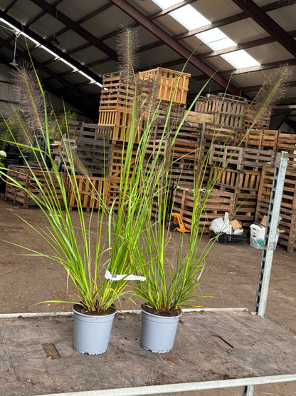 Pennisetum alopecuroides 'Red Head' - Lampenpoetsersgras