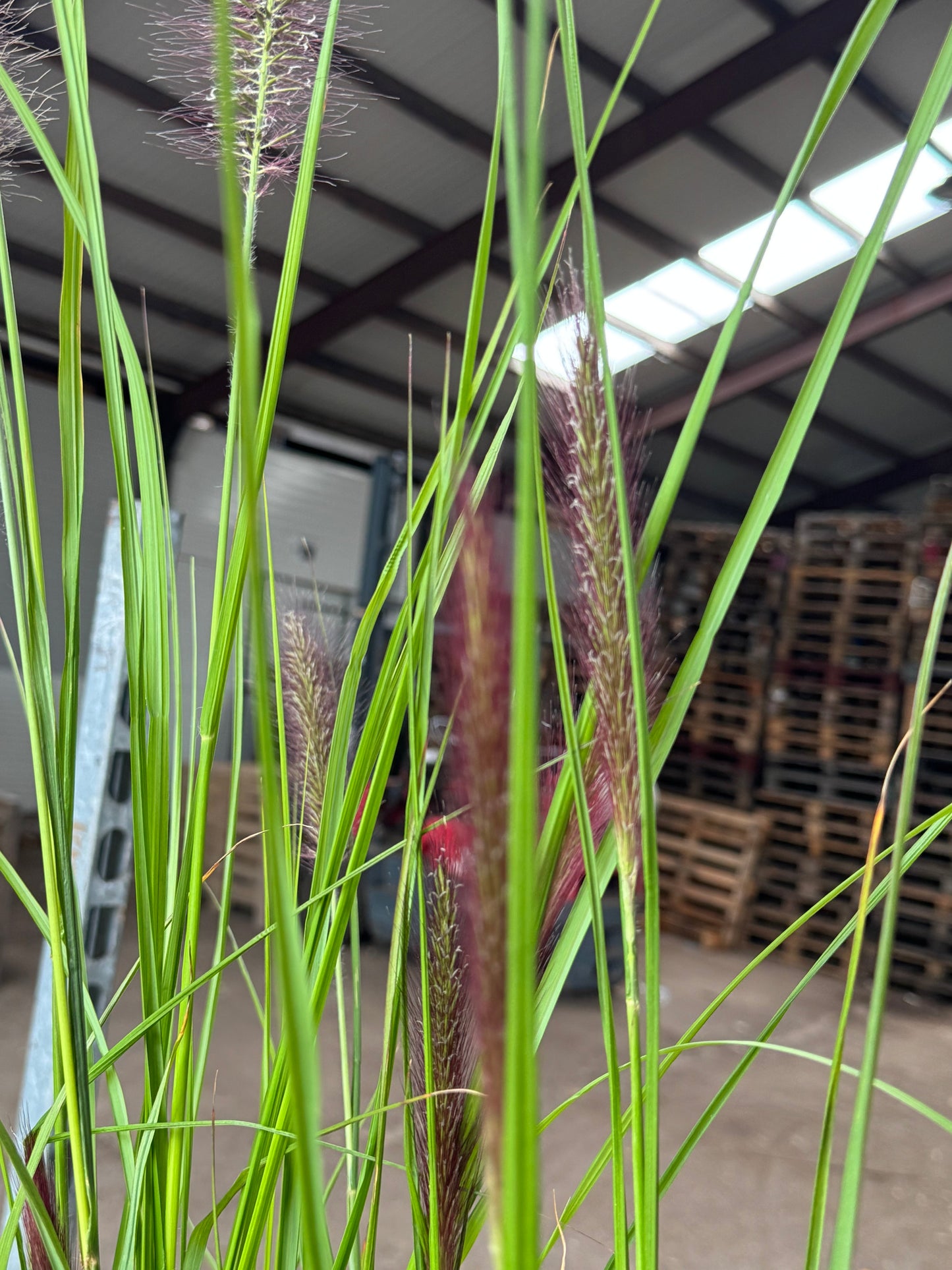 Pennisetum alopecuroides 'Red Head' - Lampenpoetsersgras