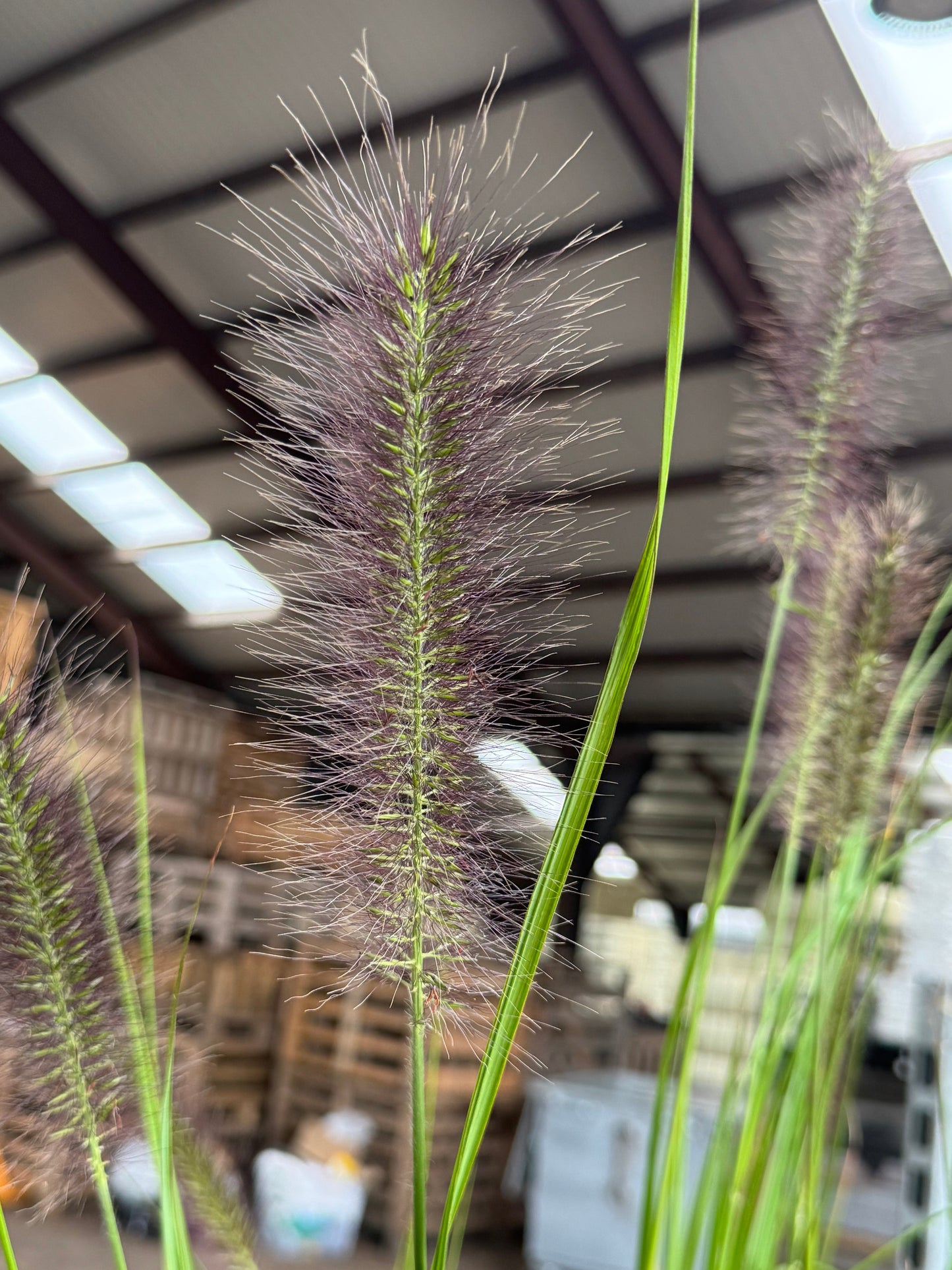 Pennisetum alopecuroides 'Red Head' - Lampenpoetsersgras