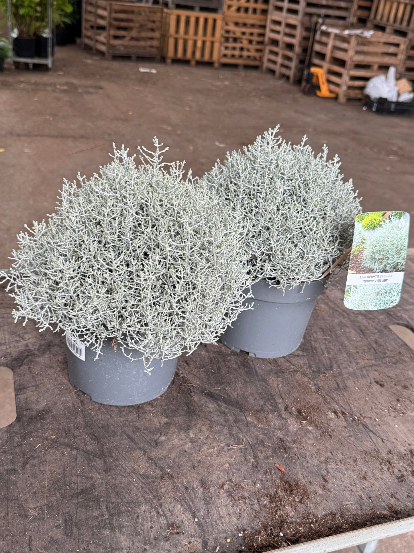 Leucophyta brownii - Koraalstruikje