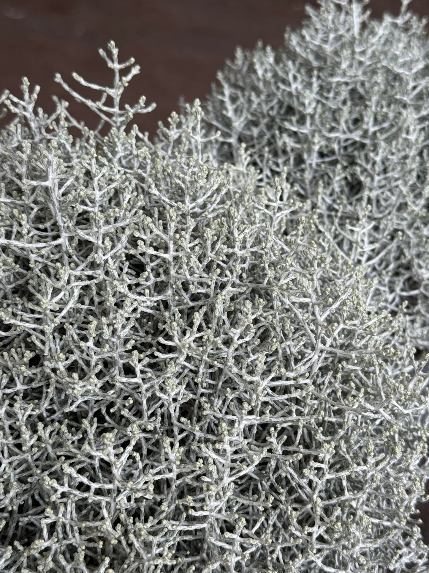 Leucophyta brownii - Koraalstruikje