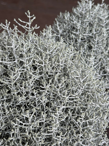 Leucophyta brownii - Koraalstruikje