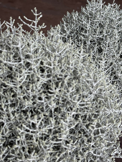 Leucophyta brownii - Koraalstruikje