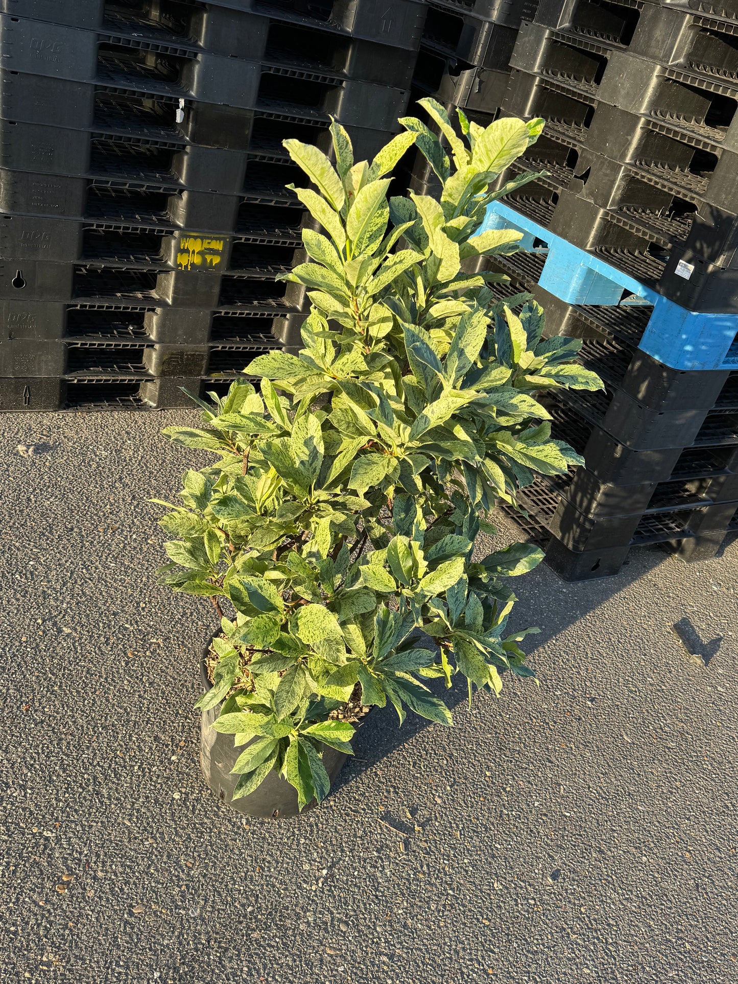 Photinia serratifolia 'Pink Crispy' - Bonte glansmispel