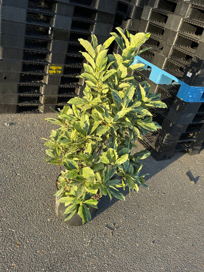 Photinia serratifolia 'Pink Crispy' - Bonte glansmispel