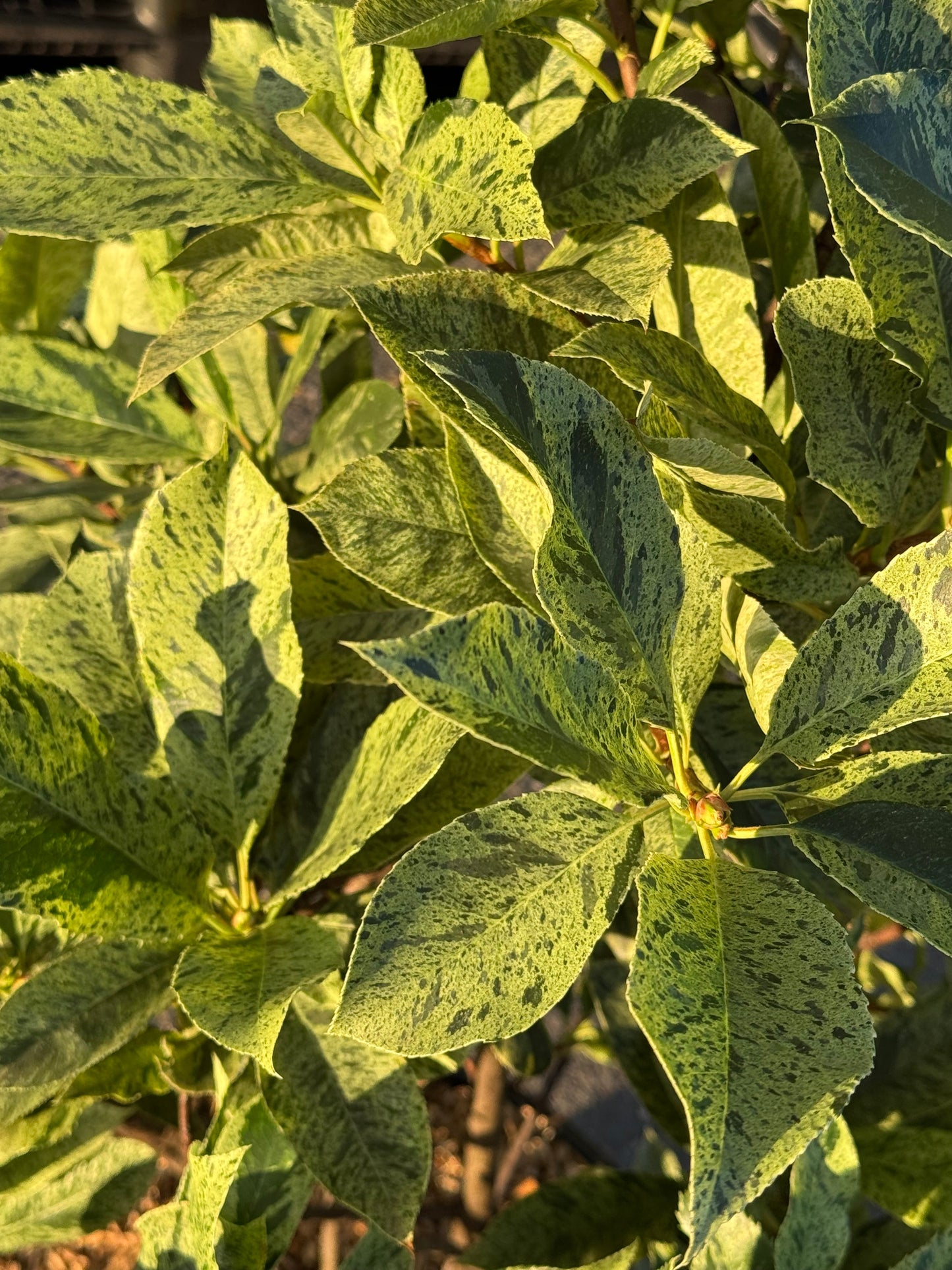 Photinia serratifolia 'Pink Crispy' - Bonte glansmispel