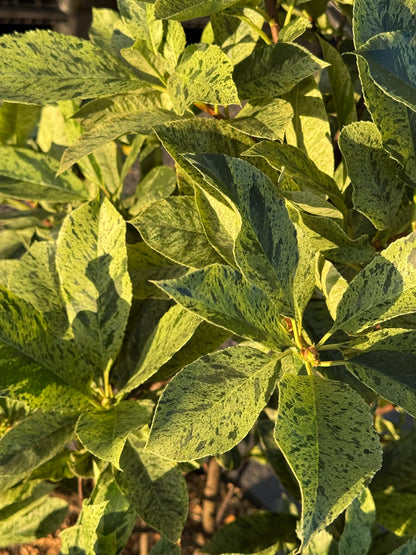 Photinia serratifolia 'Pink Crispy' - Bonte glansmispel