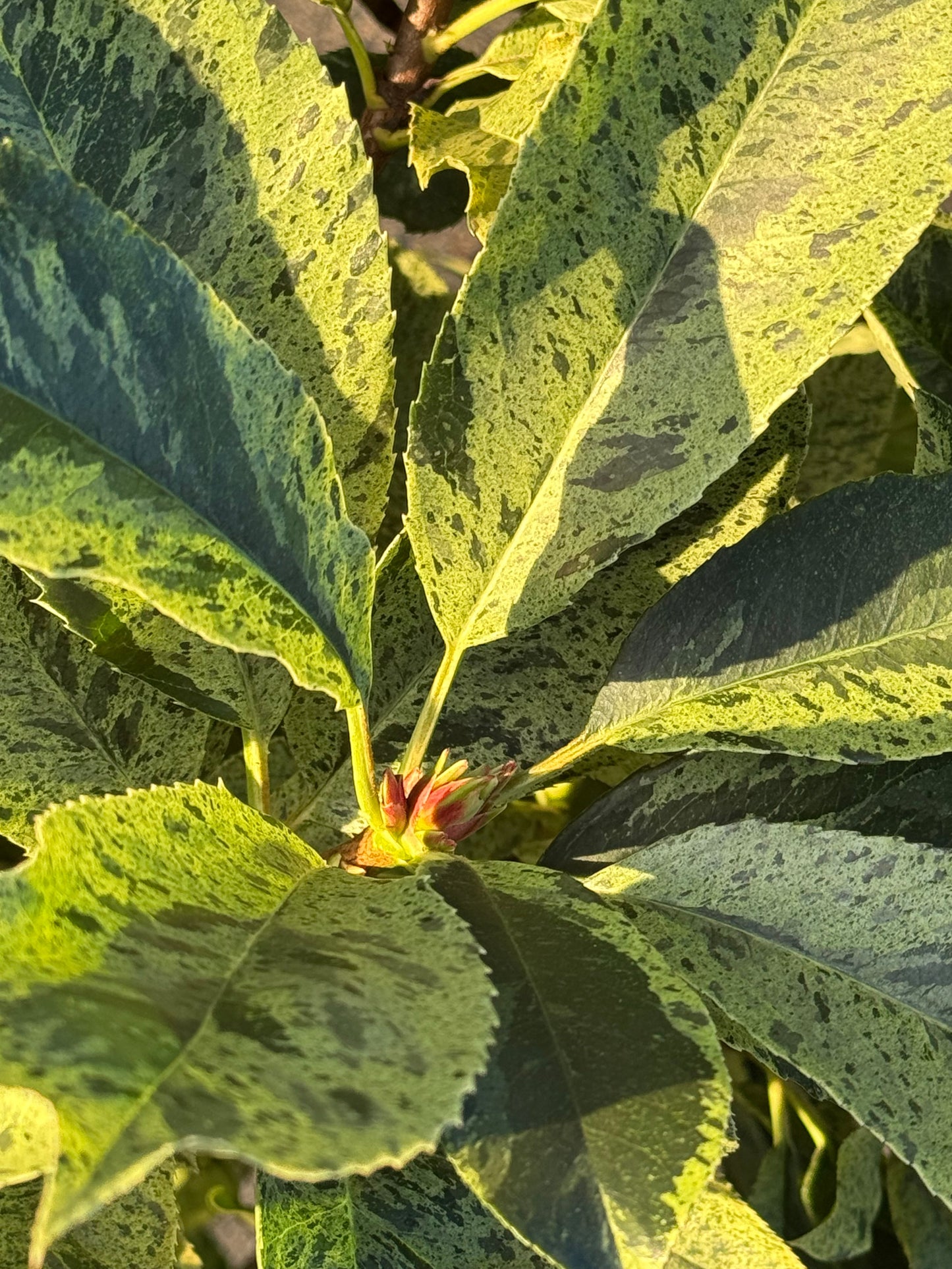 Photinia serratifolia 'Pink Crispy' - Bonte glansmispel