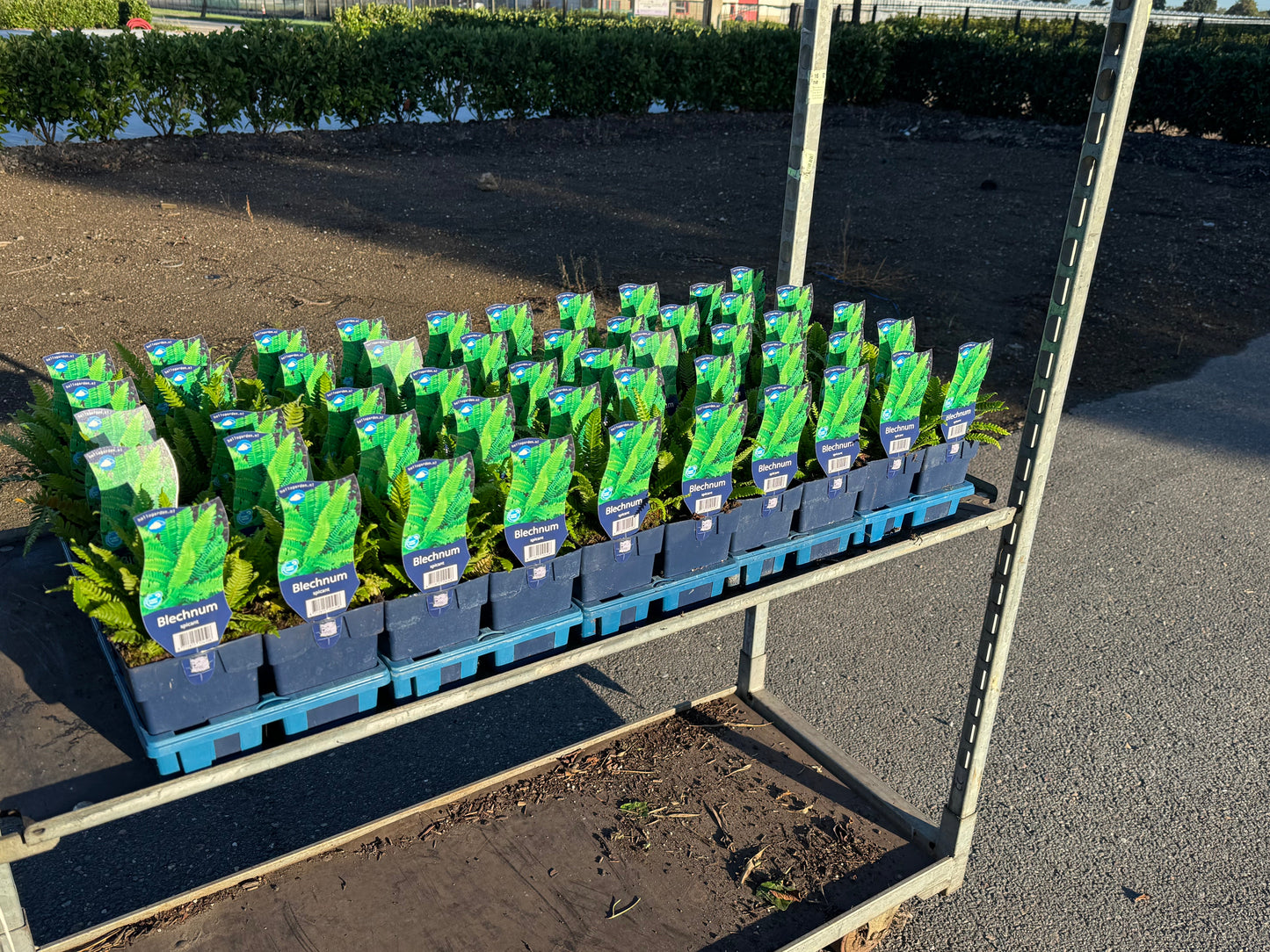 Blechnum spicant - Dubbelloof Varen