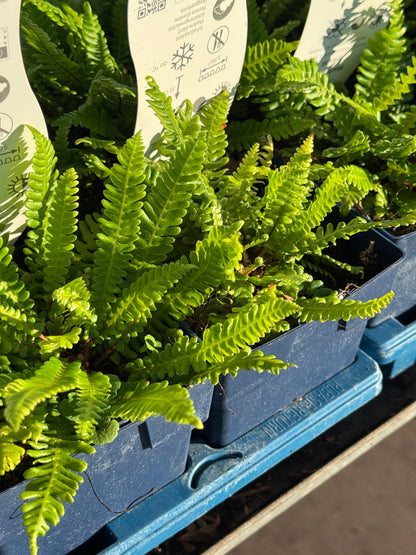 Blechnum spicant - Dubbelloof Varen