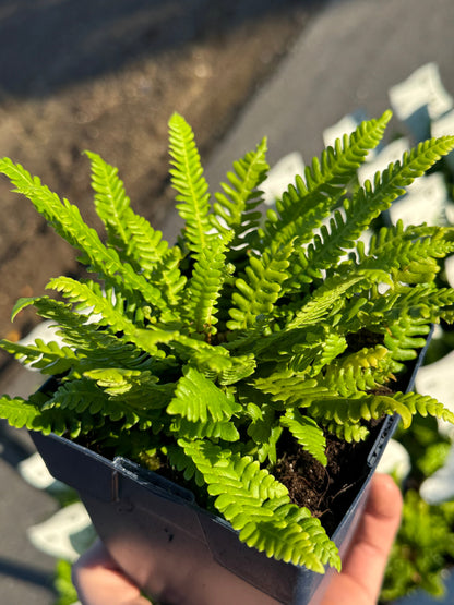 Blechnum spicant - Dubbelloof Varen