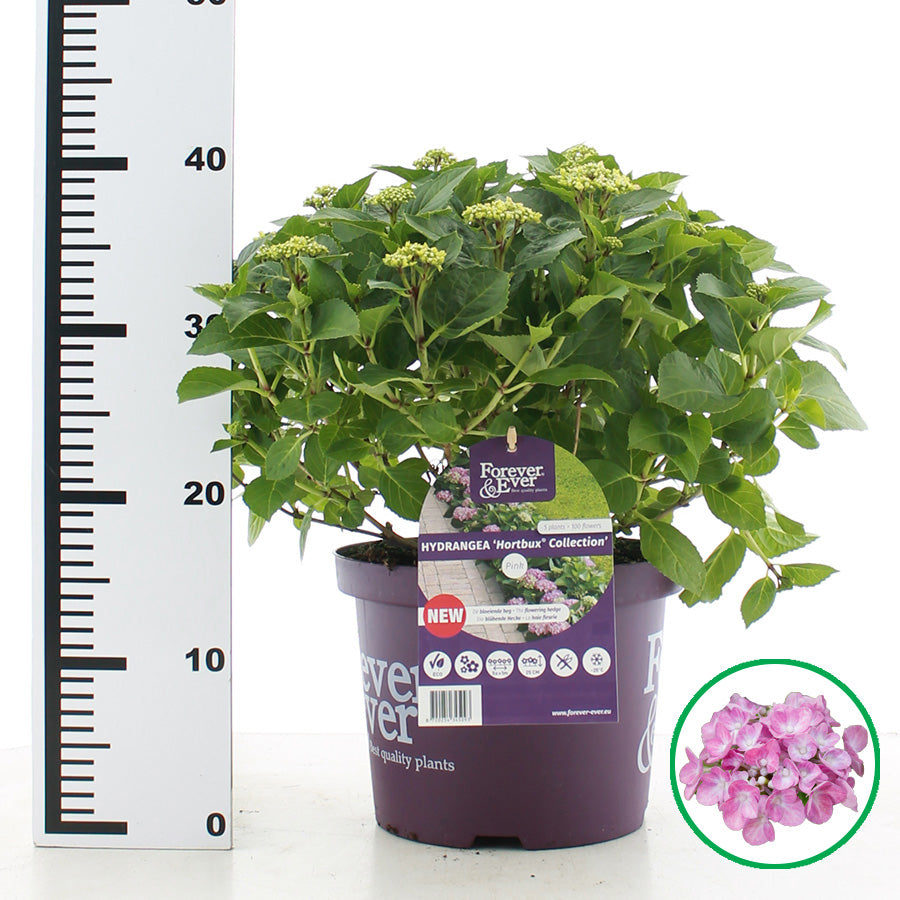 Hydrangea macrophylla 'Forever & Ever Hortbux' - Roze