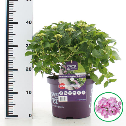 Hydrangea macrophylla 'Forever & Ever Hortbux' - Roze