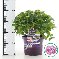 Hydrangea macrophylla 'Forever & Ever Hortbux' - Roze
