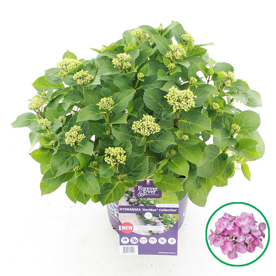 Hydrangea macrophylla 'Forever & Ever Hortbux' - Roze