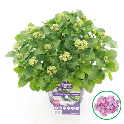 Hydrangea macrophylla 'Forever & Ever Hortbux' - Roze