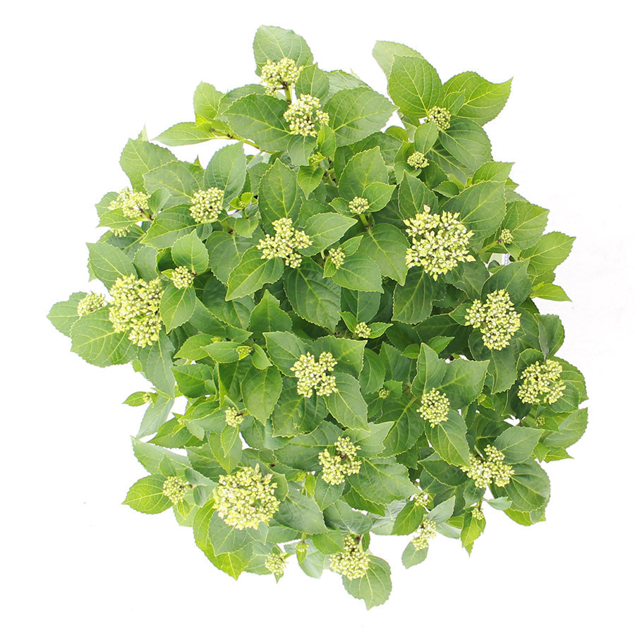 Hydrangea macrophylla 'Forever & Ever Hortbux' - Roze