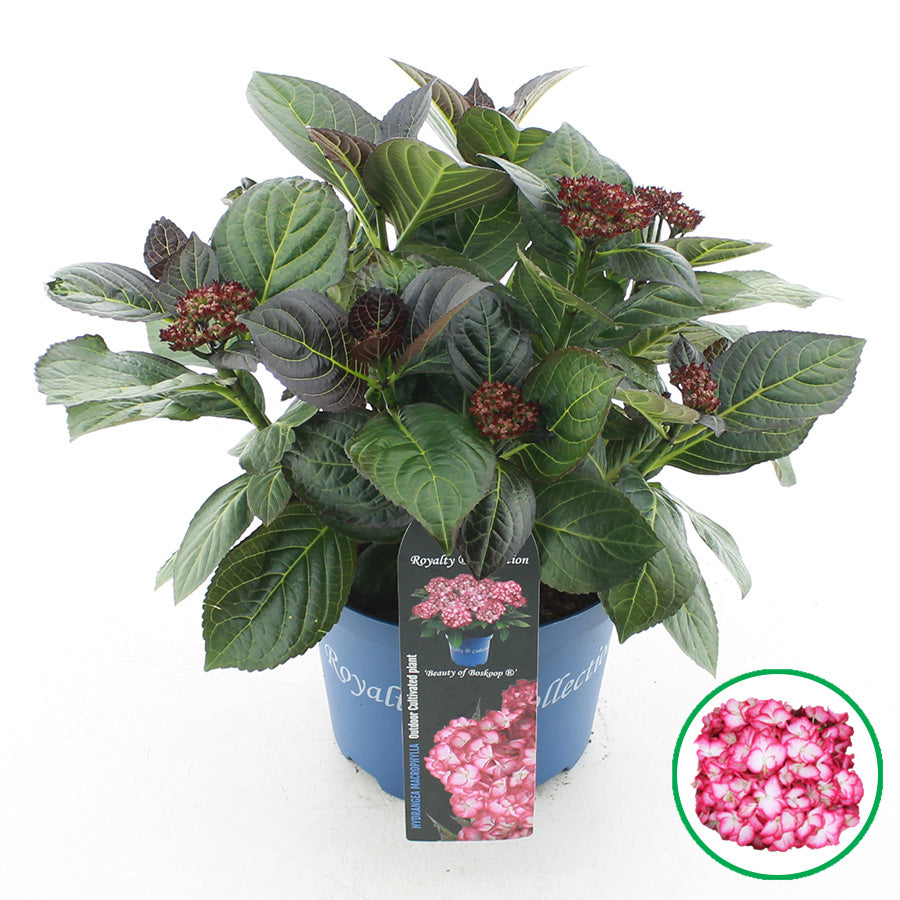 Hydrangea macrophylla 'Royalty Beauty of Boskoop' - Royalty Collection®