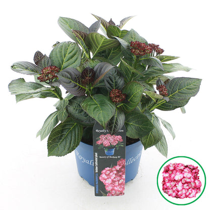 Hydrangea macrophylla 'Royalty Beauty of Boskoop' - Royalty Collection®