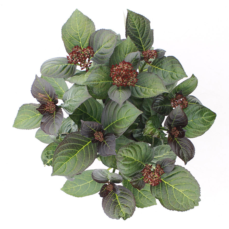 Hydrangea macrophylla 'Royalty Beauty of Boskoop' - Royalty Collection®