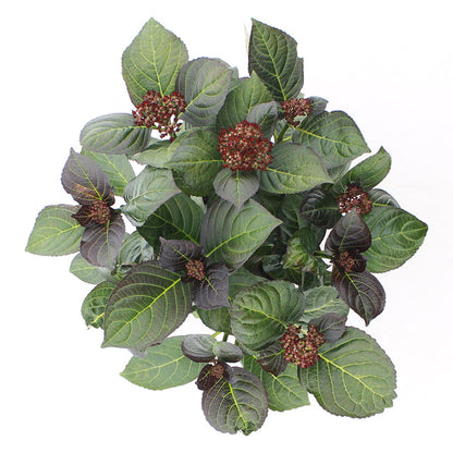 Hydrangea macrophylla 'Royalty Beauty of Boskoop' - Royalty Collection®