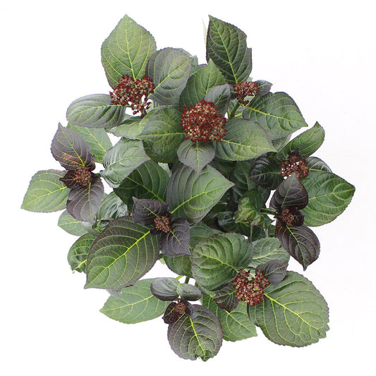 Hydrangea macrophylla 'Royalty Beauty of Boskoop' - Royalty Collection®