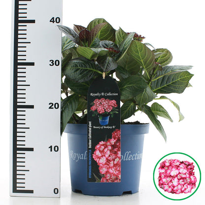 Hydrangea macrophylla 'Royalty Beauty of Boskoop' - Royalty Collection®