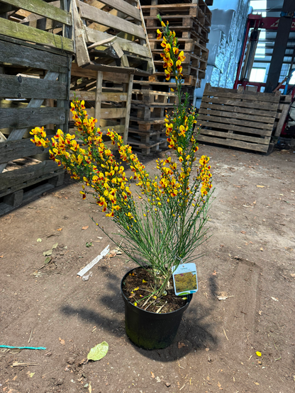 Cytisus (Scoparius Group) 'Andreanus Splendens' - Brem