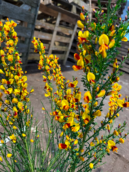 Cytisus (Scoparius Group) 'Andreanus Splendens' - Brem
