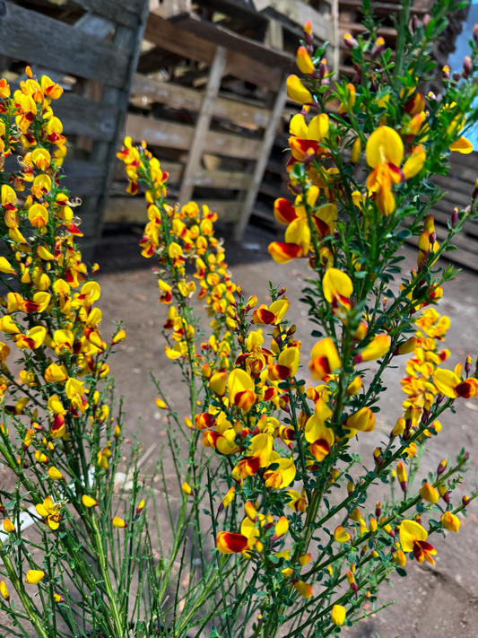 Cytisus (Scoparius Group) 'Andreanus Splendens' - Brem