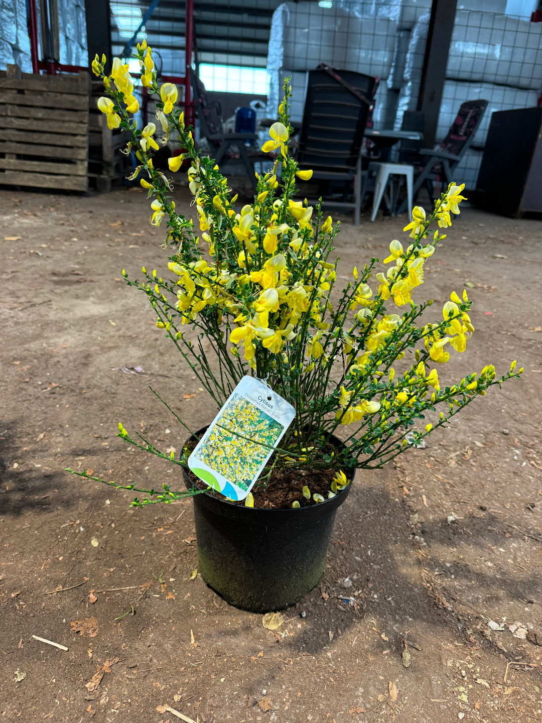Cytisus (Scoparius Group) 'Luna' - Brem