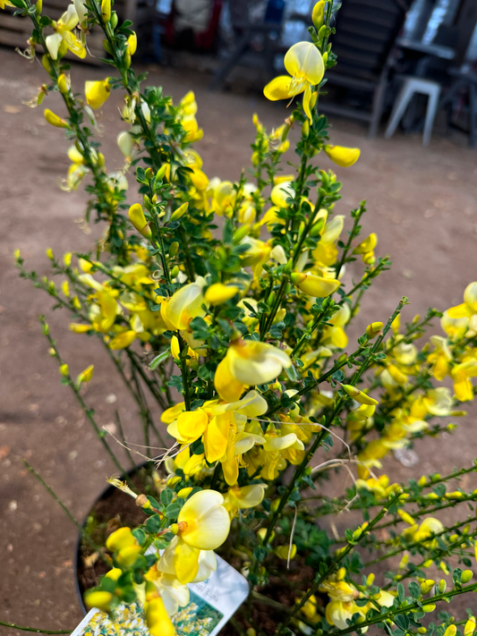 Cytisus (Scoparius Group) 'Luna' - Brem