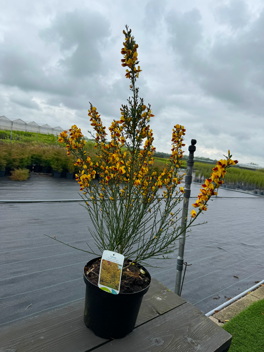 Cytisus (Scoparius Group) 'Andreanus Splendens' - Brem