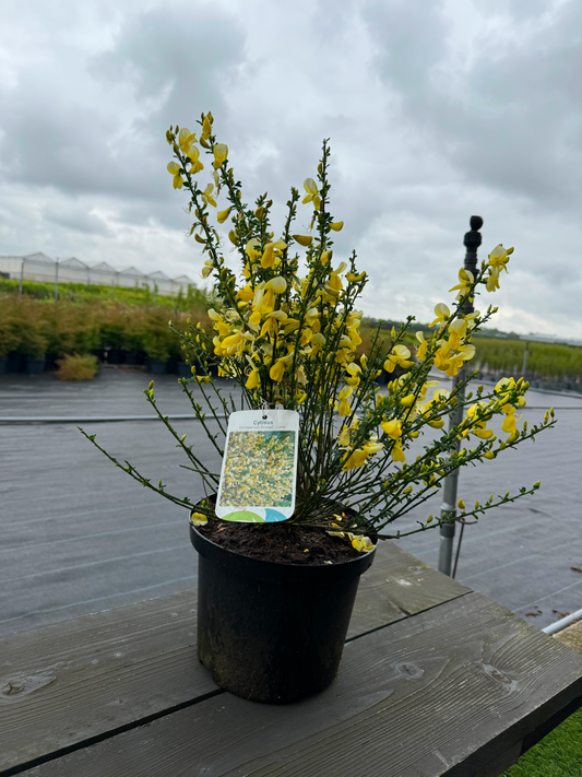 Cytisus (Scoparius Group) 'Luna' - Brem