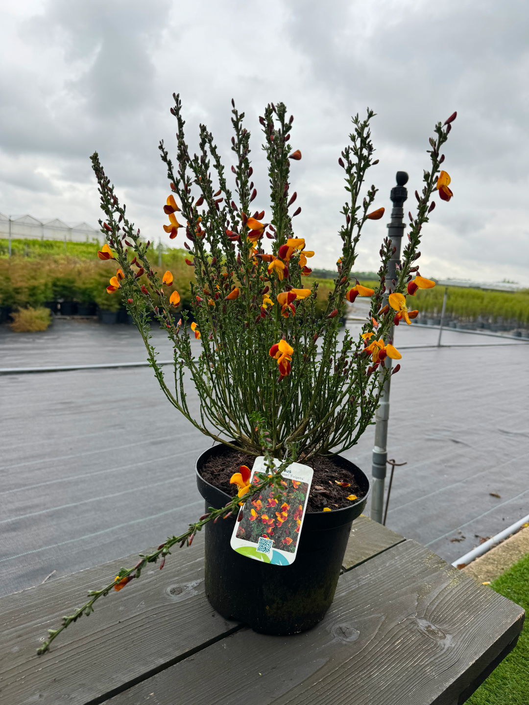 Cytisus (Scoparius Group) 'Fulgens' - Brem
