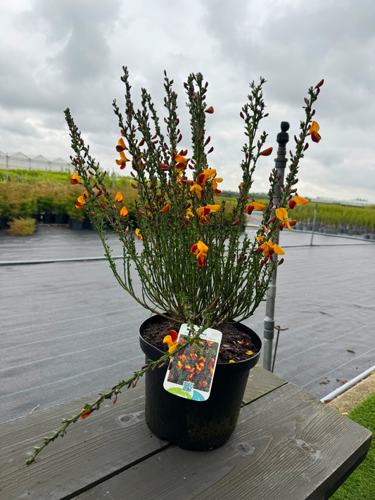 Cytisus (Scoparius Group) 'Fulgens' - Brem
