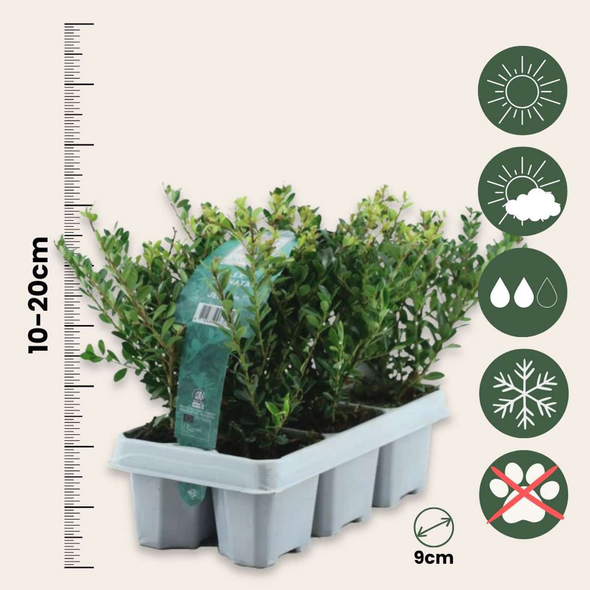 Ilex crenata 'Jenny' - Set van 12 - Japanse hulst