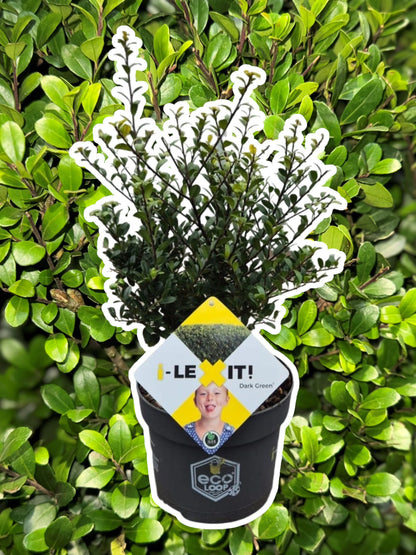 Ilex crenata 'Dark Green' - Japanse Hulst in struikvorm