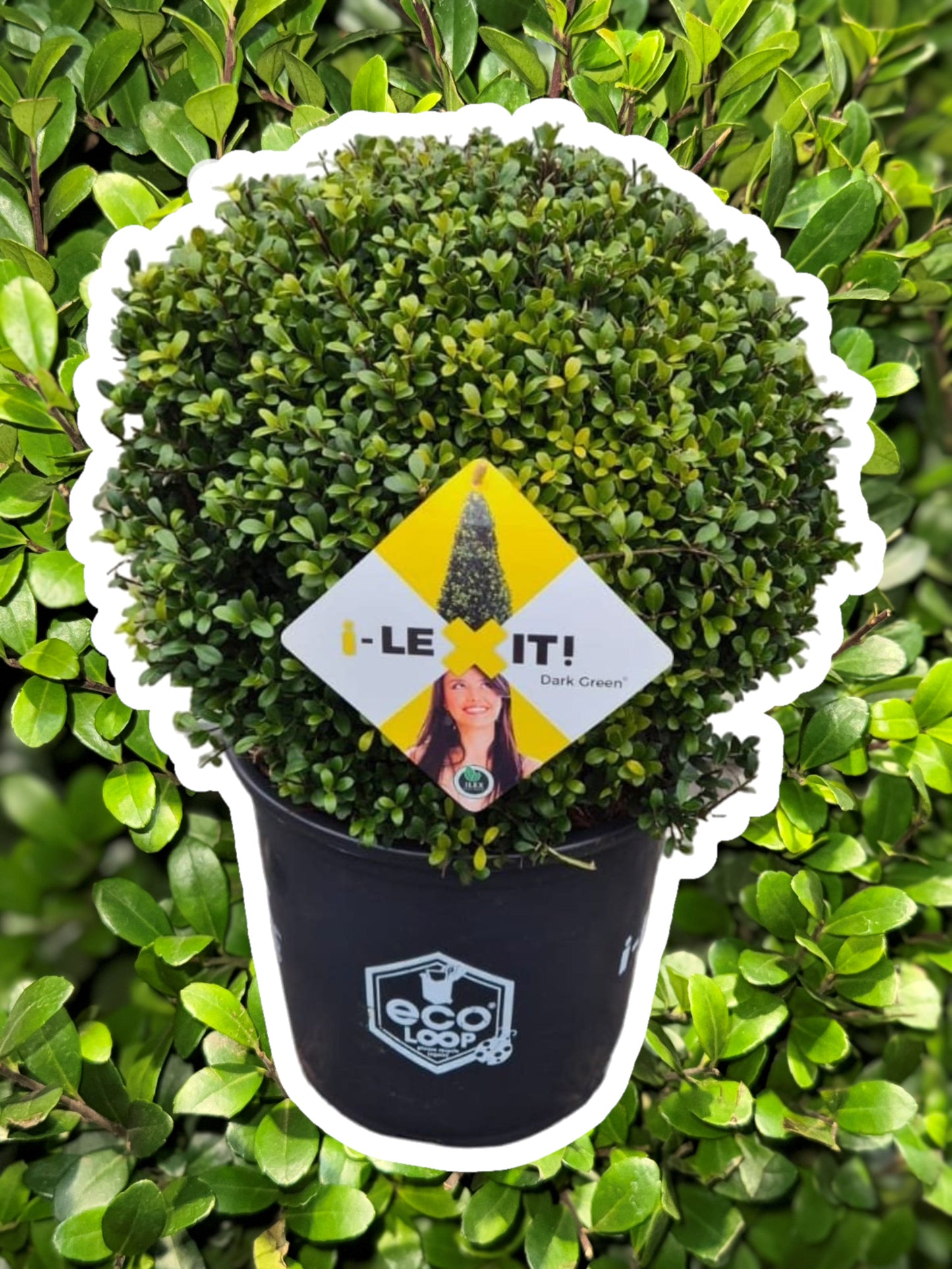 Ilex crenata 'Dark Green' - Japanse Hulst in bolvorm