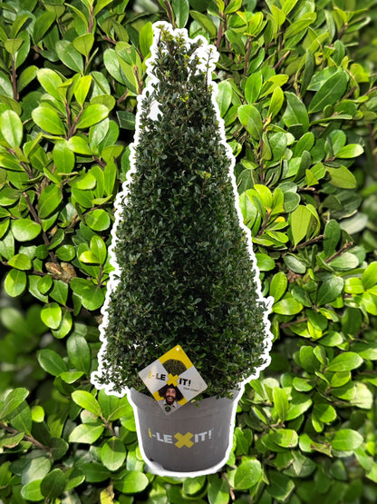 Ilex crenata 'Dark Green' - Japanse Hulst in kegelvorm