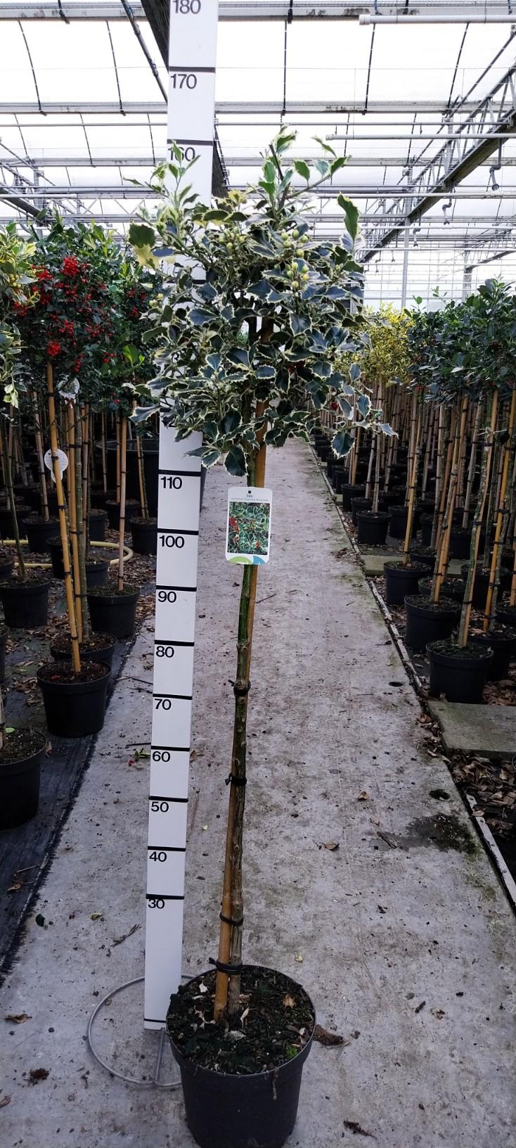 Ilex aquifolium 'Argentea Marginata' - Japanse Hulst op stam