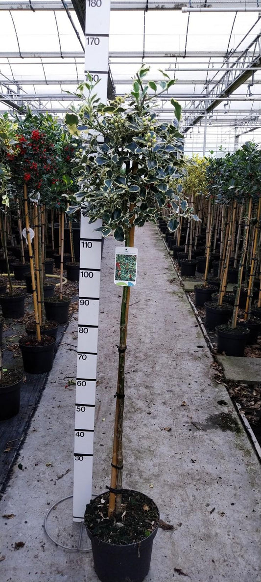 Ilex aquifolium 'Argentea Marginata' - Japanse Hulst op stam