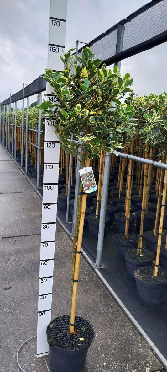 Ilex aquifolium 'Aurea Marginata' - Japanse Hulst op stam