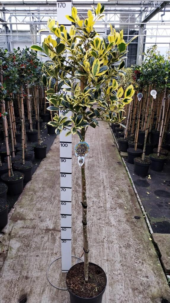 Ilex aquifolium 'Golden van Tol' - Japanse Hulst op stam