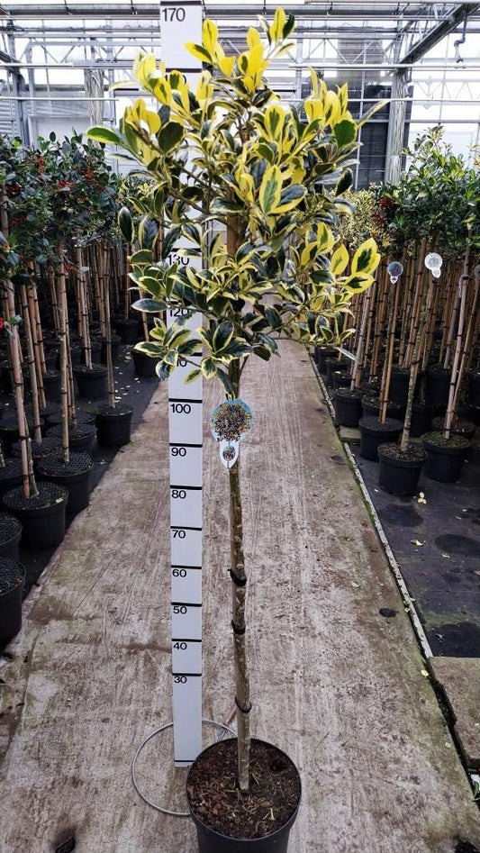 Ilex aquifolium 'Golden van Tol' - Japanse Hulst op stam