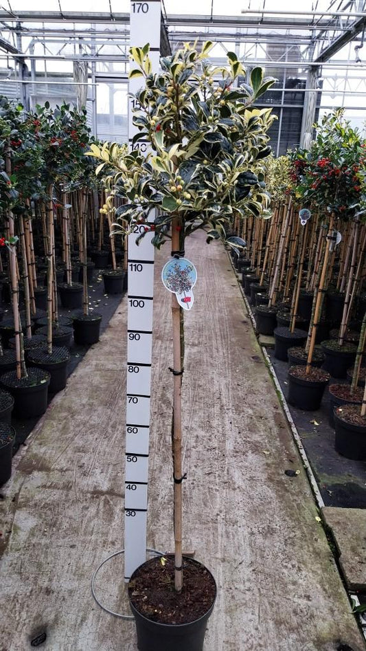 Ilex aquifolium 'Silver van Tol' - Japanse Hulst op stam