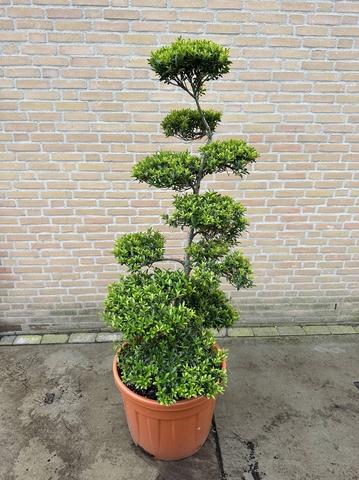 Ilex crenata 'Blondie' - Japanse hulst in Bonsai-vorm