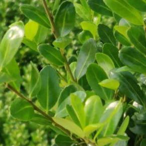 Ilex crenata 'Caroline Upright' (lage haag) pakket per meter