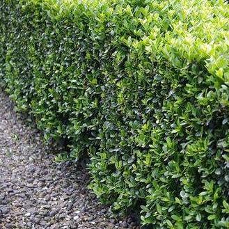 Ilex crenata 'Caroline Upright' (lage haag) pakket per meter